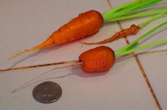 While weeding my window box carrots, I pulled up these little thumbs, which Pete thinly sliced and tossed into tonight's pasta.